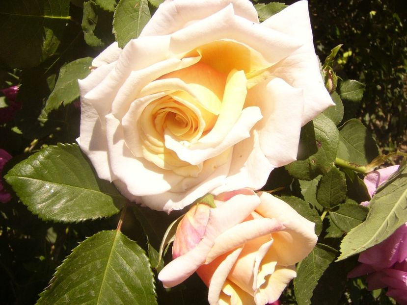 P1360806 - ANUL2020 II