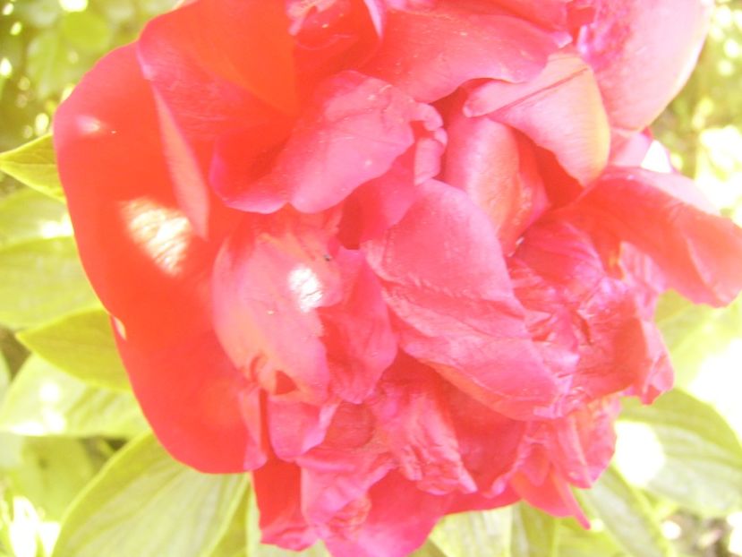 P1360809 - ANUL2020 II