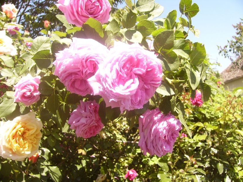 P1360810 - ANUL2020 II