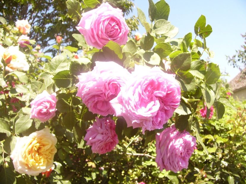 P1360811 - ANUL2020 II