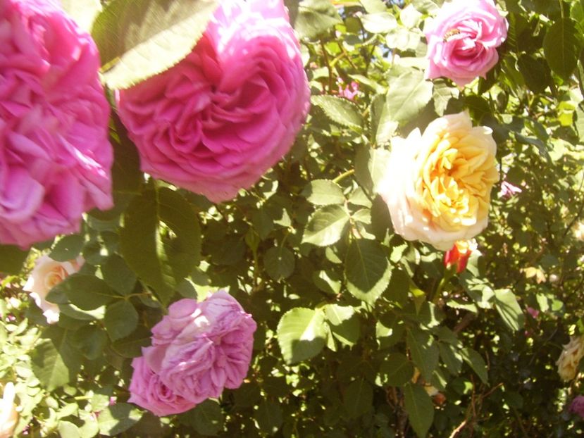 P1360812 - ANUL2020 II