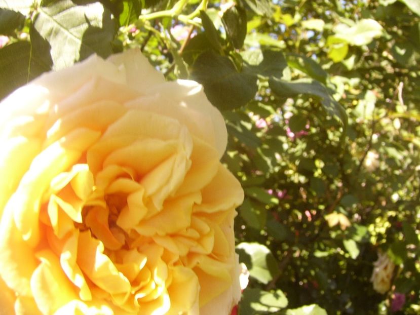 P1360814 - ANUL2020 II