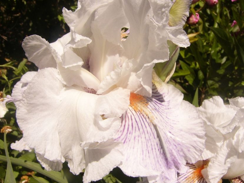 P1360816 - ANUL2020 II