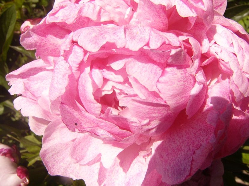 P1360819 - ANUL2020 II