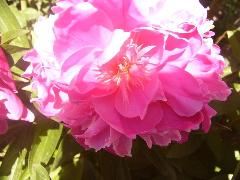 P1360823 - ANUL2020 II