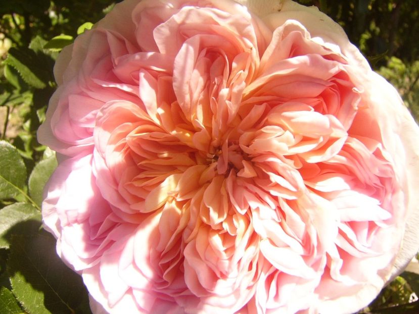 P1360825 - ANUL2020 II