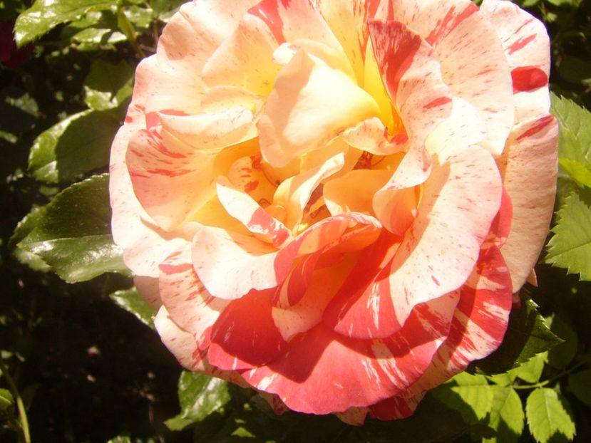 P1360827 - ANUL2020 II