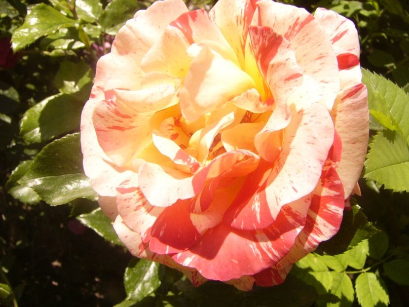 P1360829 - ANUL2020 II