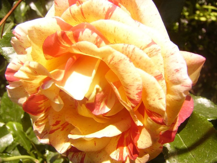 P1360830 - ANUL2020 II