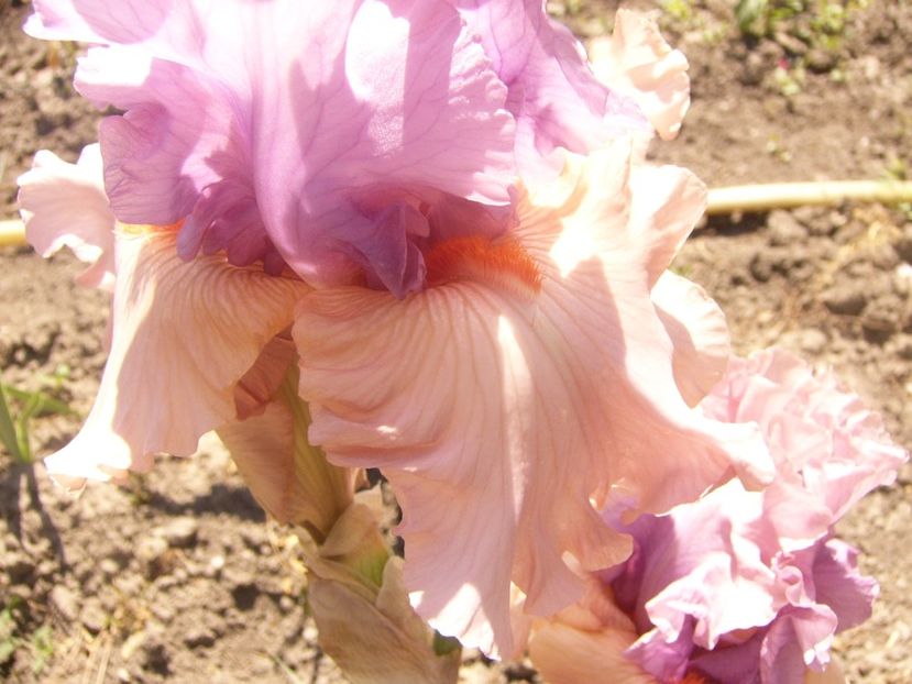 P1360836 - ANUL2020 II