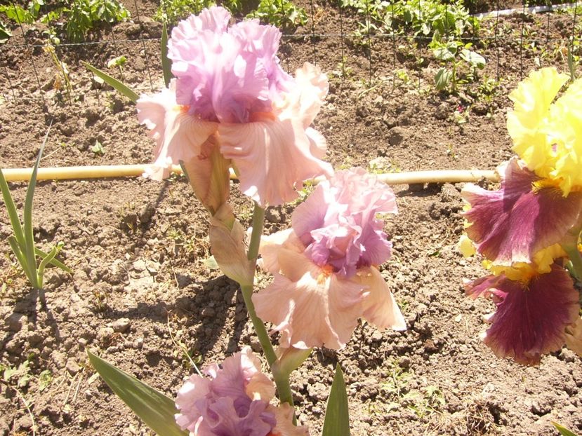 P1360838 - ANUL2020 II