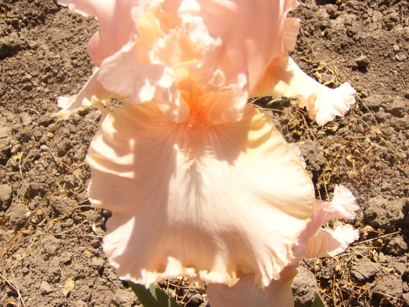 P1360841 - ANUL2020 II