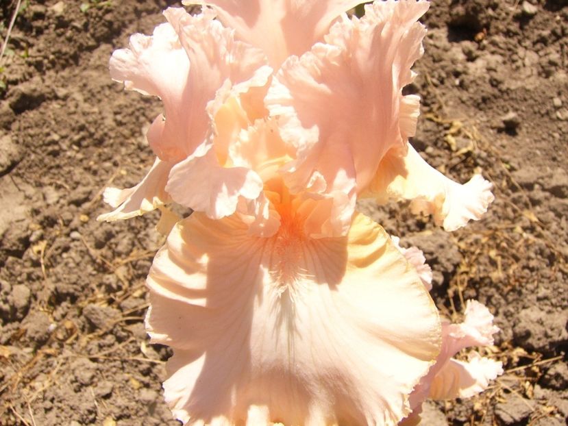 P1360842 - ANUL2020 II