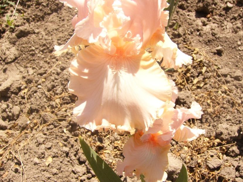 P1360843 - ANUL2020 II