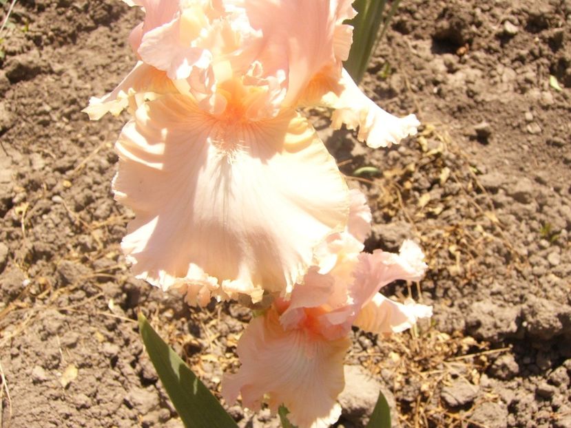 P1360844 - ANUL2020 II