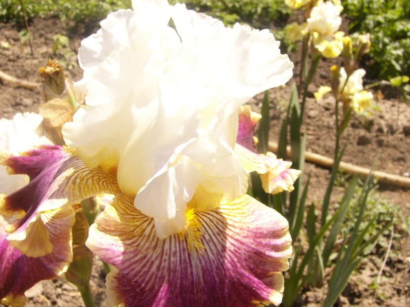 P1360845 - ANUL2020 II