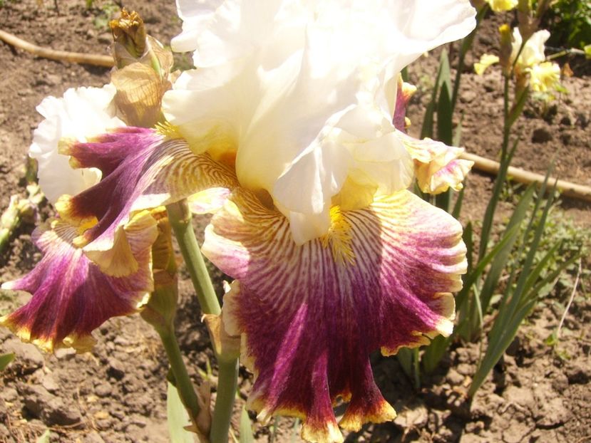 P1360847 - ANUL2020 II