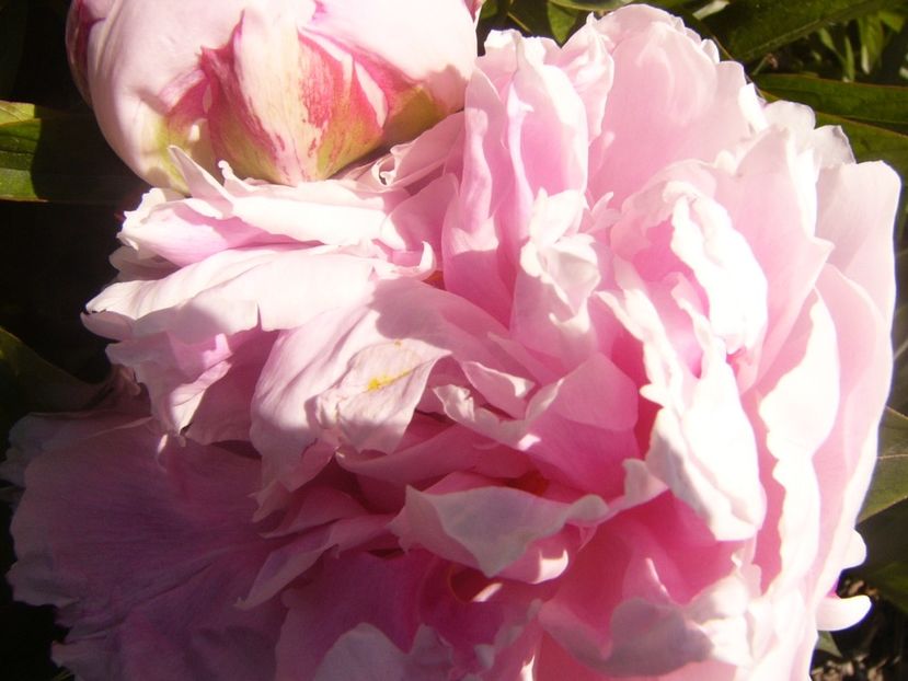 P1360849 - ANUL2020 II