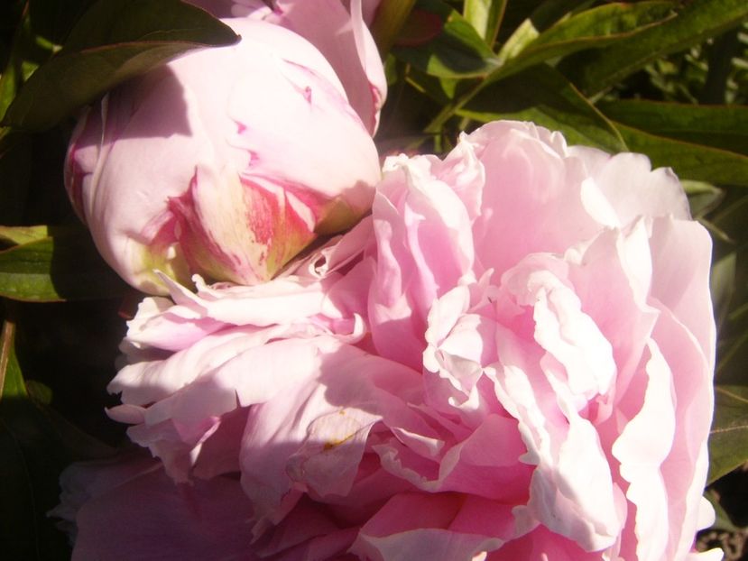 P1360850 - ANUL2020 II