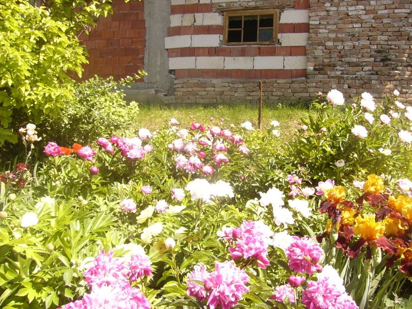 P1360852 - ANUL2020 II