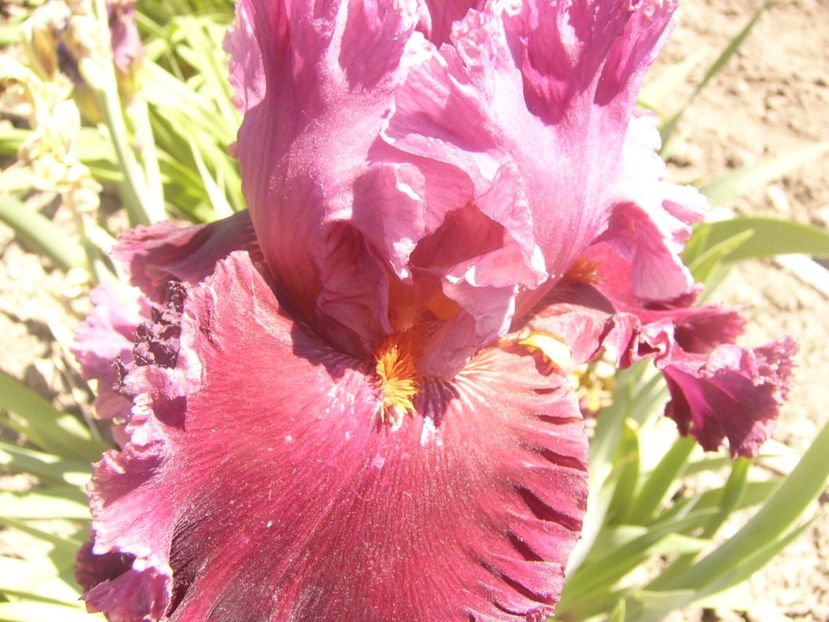 P1360854 - ANUL2020 II