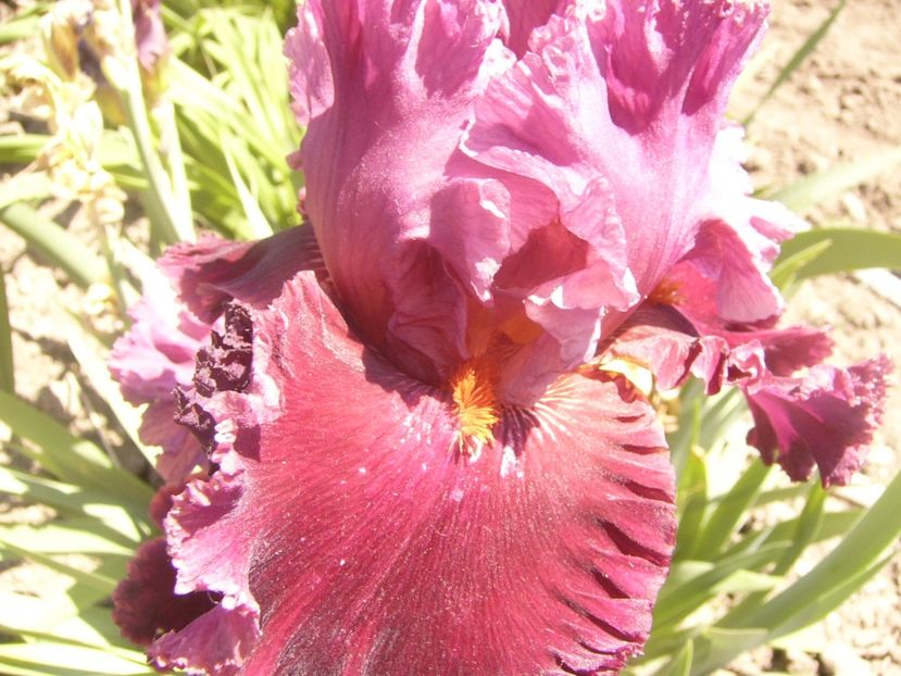 P1360855 - ANUL2020 II