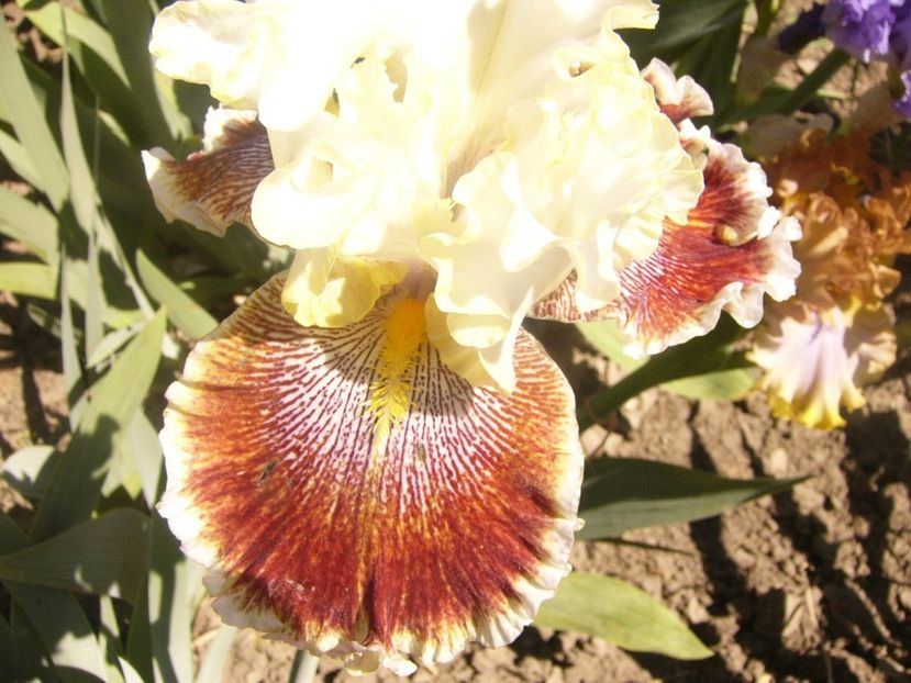 P1360859 - ANUL2020 II