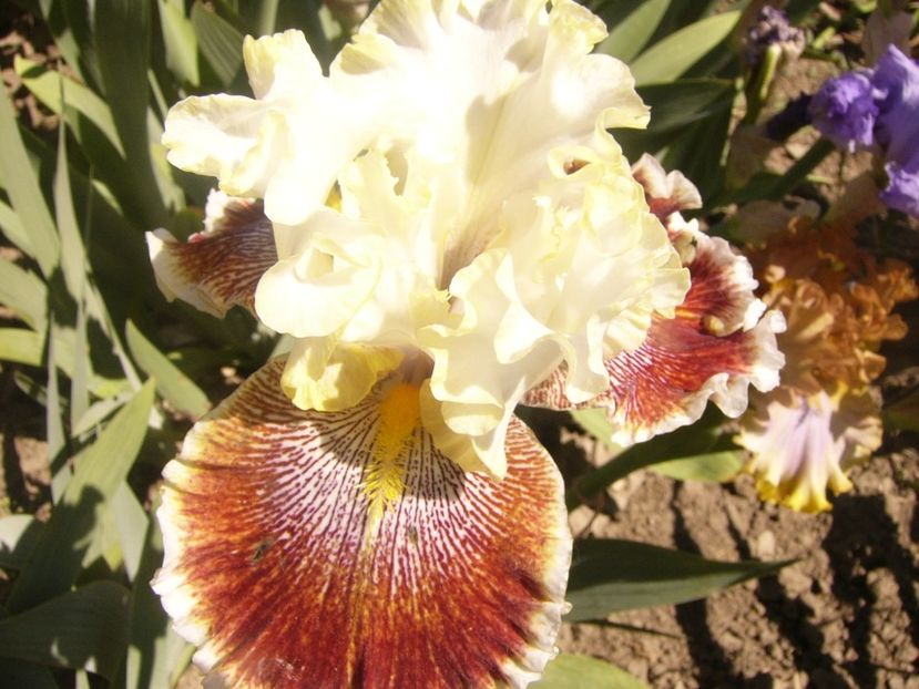 P1360860 - ANUL2020 II