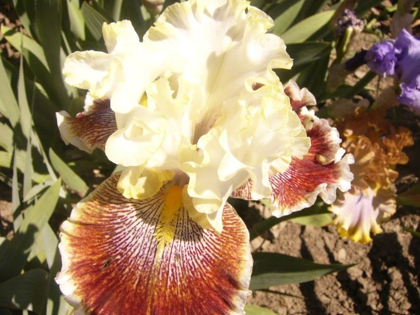 P1360861 - ANUL2020 II