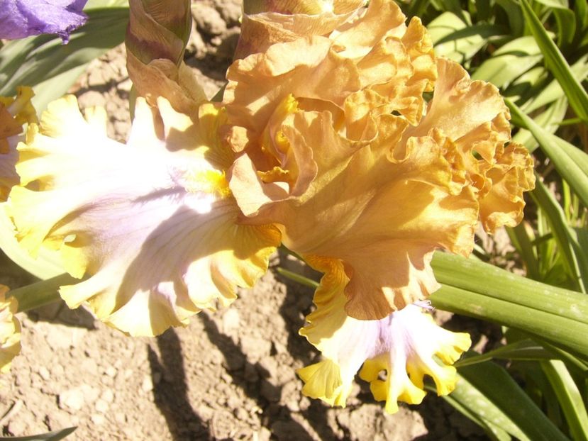 P1360864 - ANUL2020 II