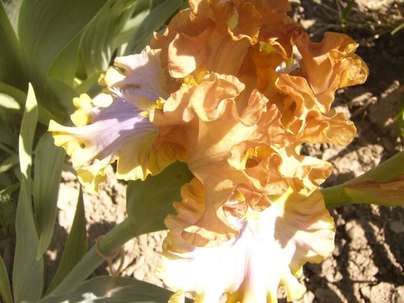 P1360867 - ANUL2020 II