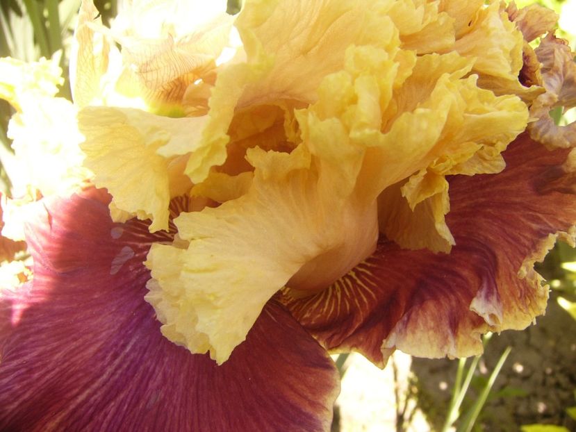 P1360871 - ANUL2020 II