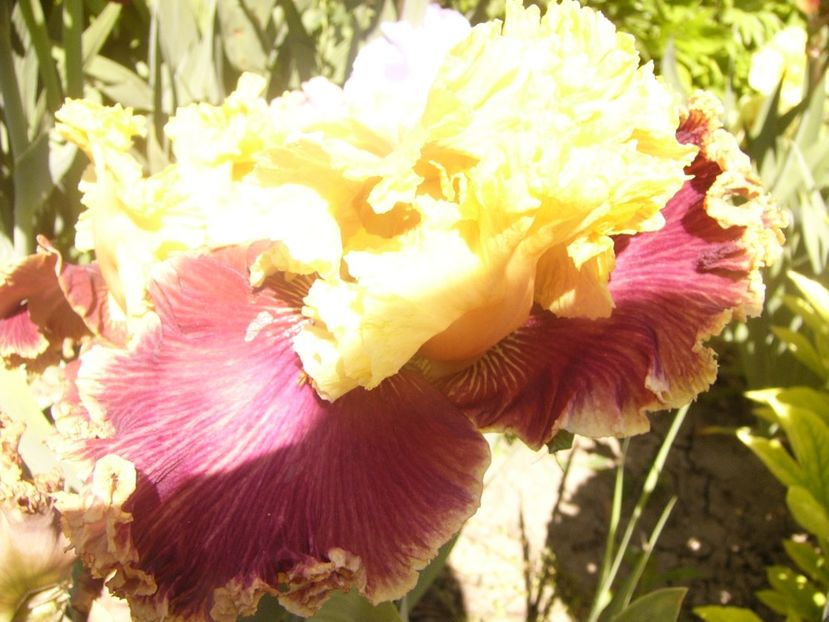 P1360874 - ANUL2020 II