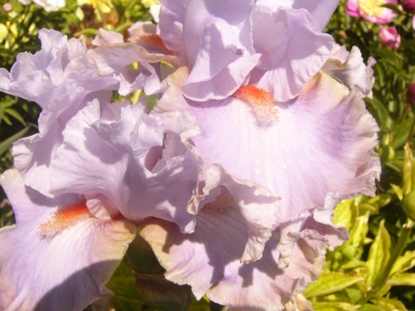 P1360875 - ANUL2020 II