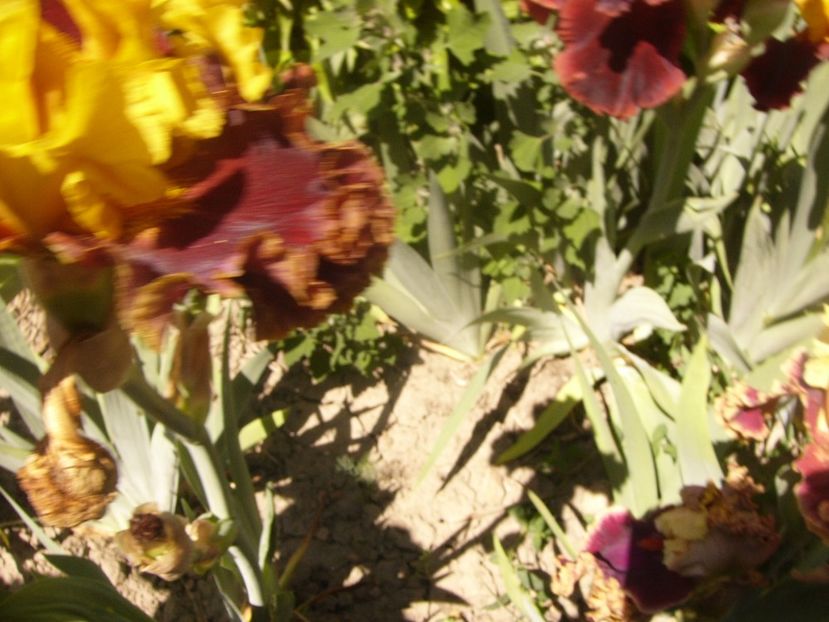 P1360876 - ANUL2020 II