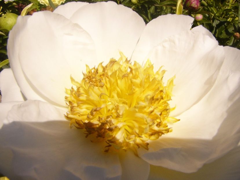 P1360879 - ANUL2020 II