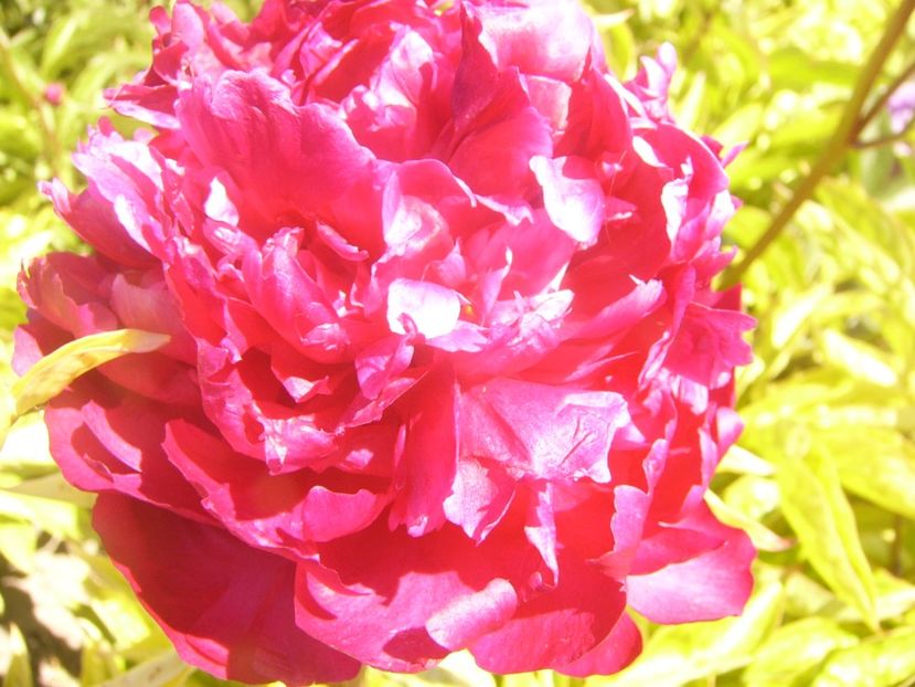 P1360883 - ANUL2020 II