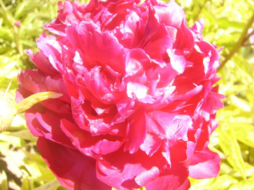 P1360884 - ANUL2020 II