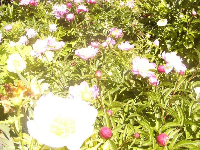 P1360886 - ANUL2020 II