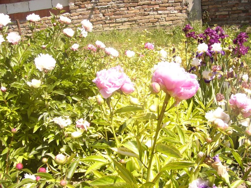 P1360887 - ANUL2020 II