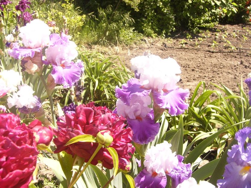 P1360888 - ANUL2020 II