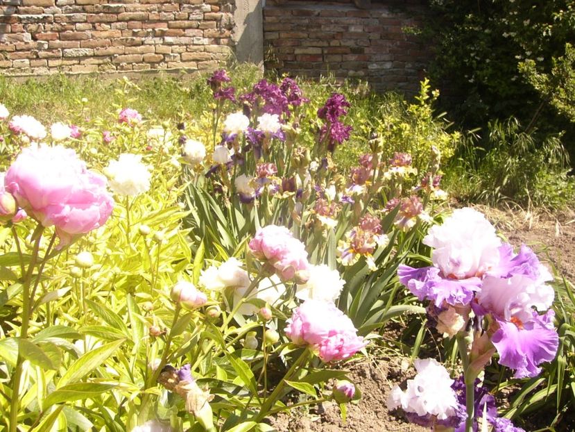 P1360889 - ANUL2020 II