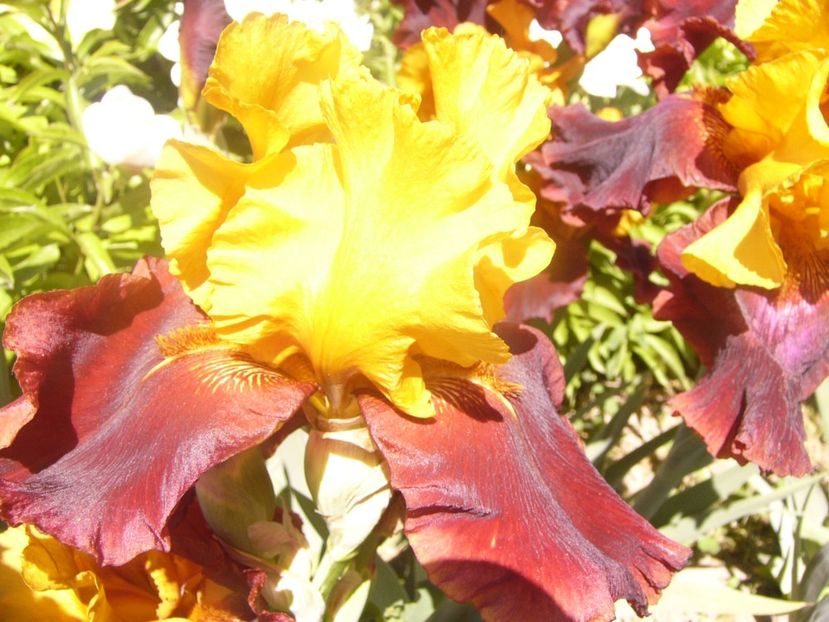 P1360891 - ANUL2020 II