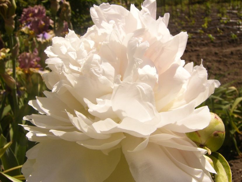 P1360893 - ANUL2020 II