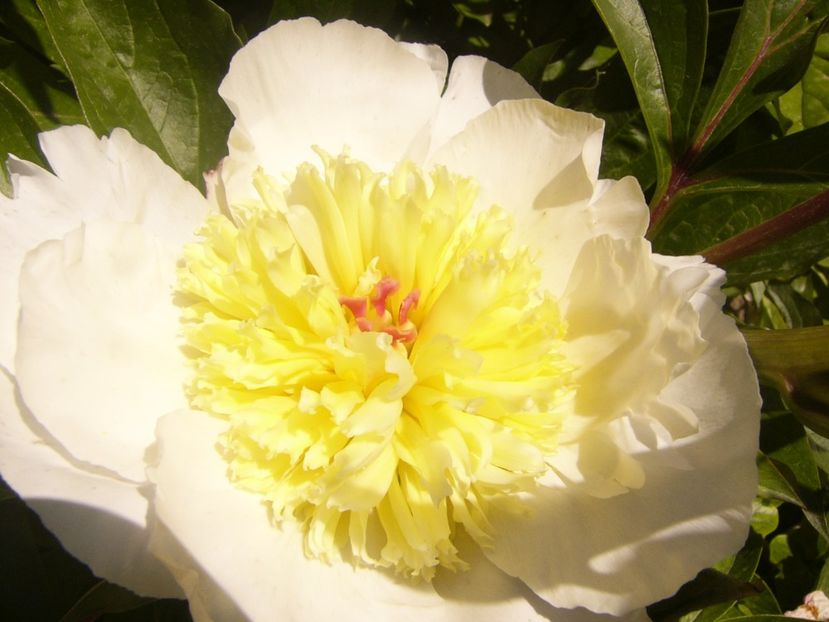 P1360900 - ANUL2020 II