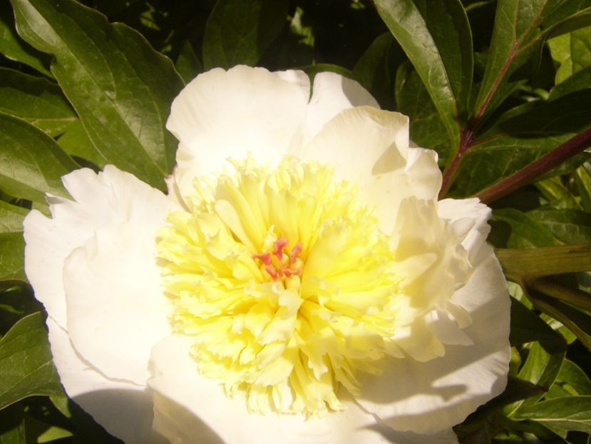 P1360901 - ANUL2020 II