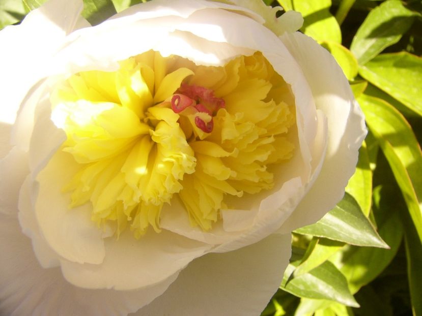 P1360903 - ANUL2020 II