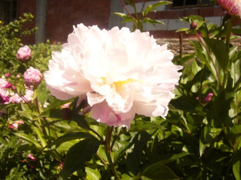 P1370003 - ANUL2020 II