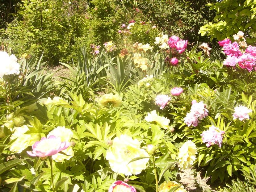 P1370005 - ANUL2020 II