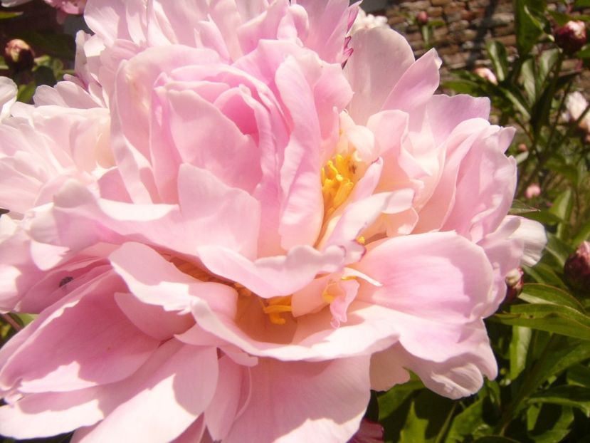 P1370006 - ANUL2020 II